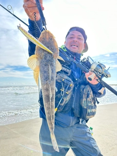 マゴチの釣果