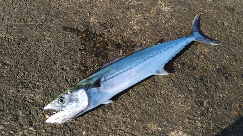 サゴシの釣果