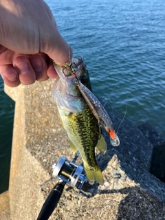 ブラックバスの釣果