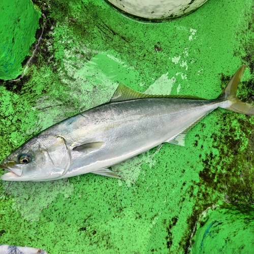 イナダの釣果