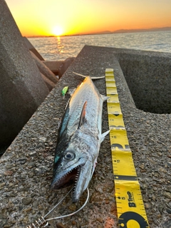 サワラの釣果