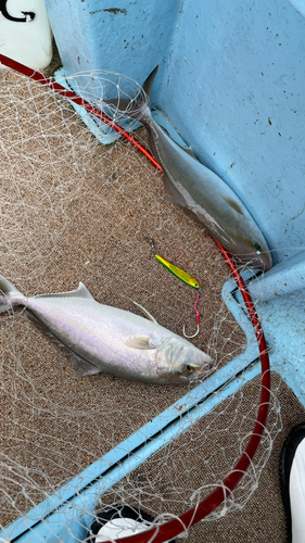 シオの釣果