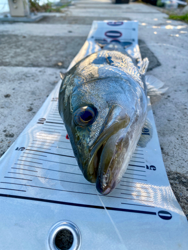 シーバスの釣果