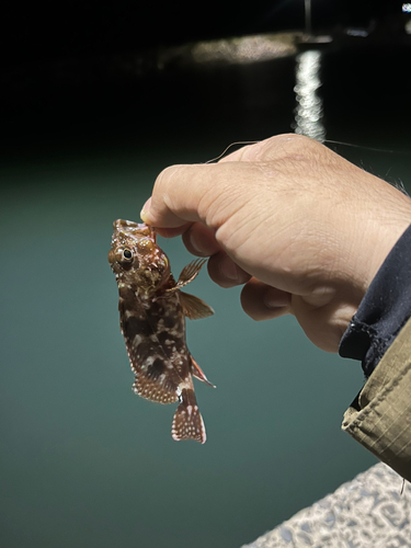 アラカブの釣果