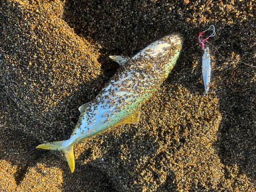 ワカシの釣果