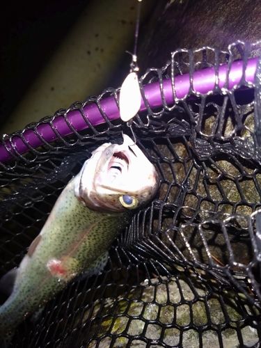 ニジマスの釣果