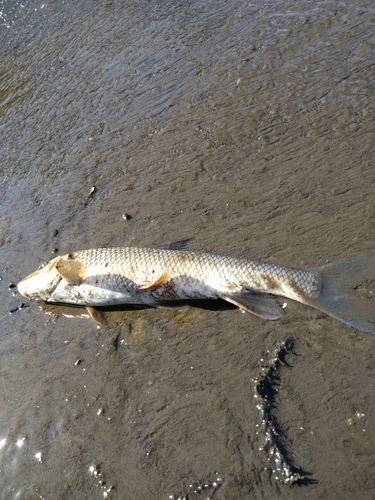 ニゴイの釣果