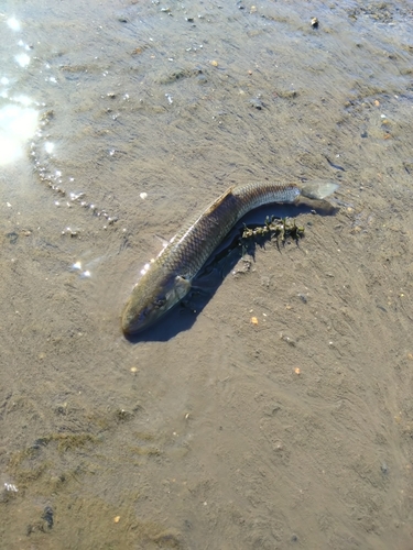 ニゴイの釣果