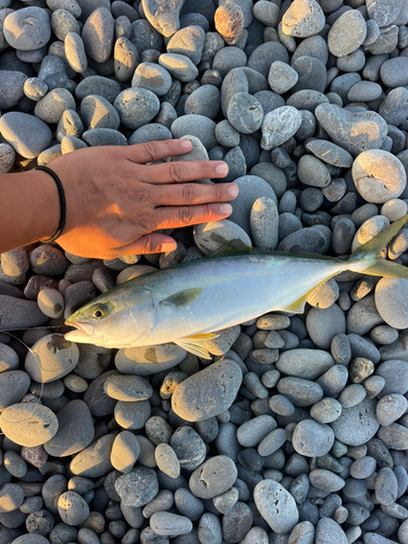 ツバスの釣果