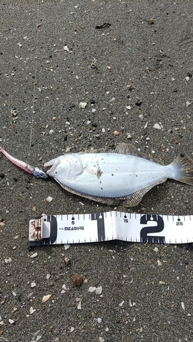 ヒラメの釣果