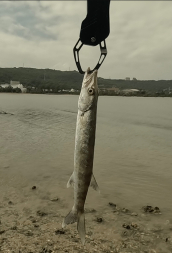 カマスの釣果