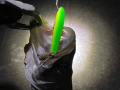 シーバスの釣果