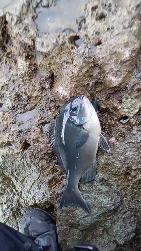 メジナの釣果