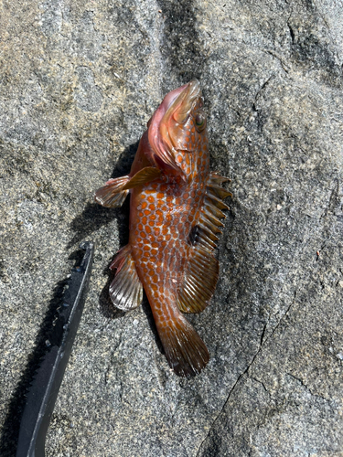 カサゴの釣果