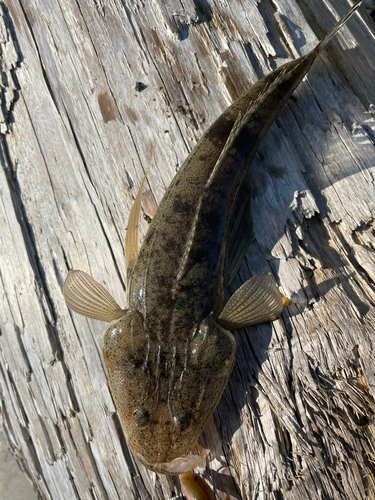 マゴチの釣果