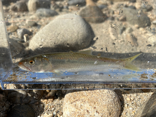 ハスの釣果