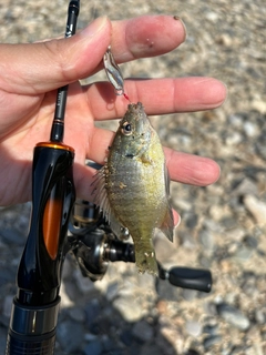 ブルーギルの釣果