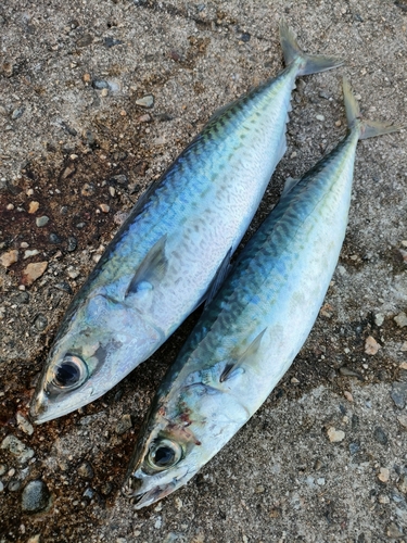 サバの釣果