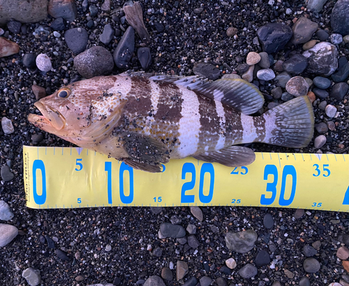 アオハタの釣果