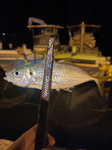 マアジの釣果