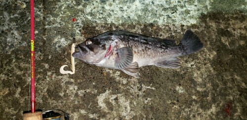 クロソイの釣果