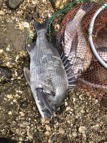 チヌの釣果