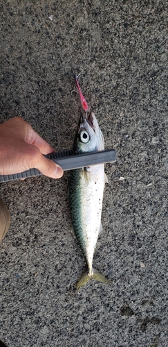 サバの釣果