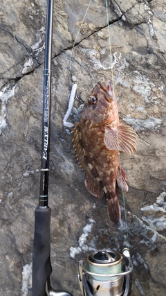 アラカブの釣果