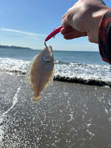 ソゲの釣果