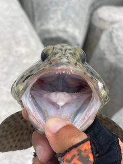 ヒレグロハタの釣果