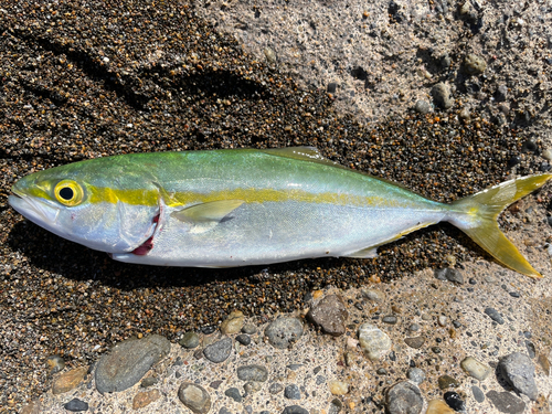 ワカシの釣果