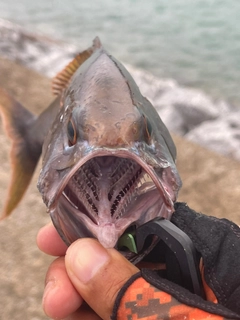 イシフエダイの釣果