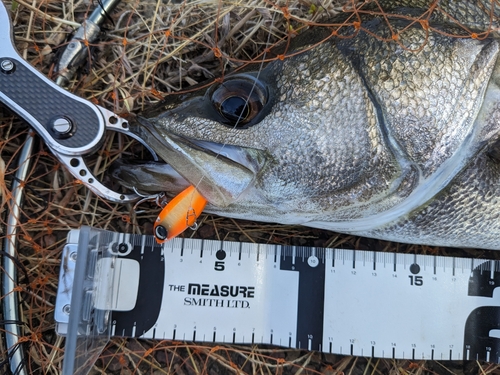 シーバスの釣果