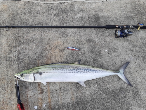 サワラの釣果