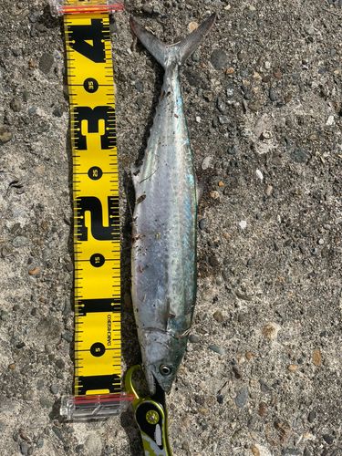 釣果