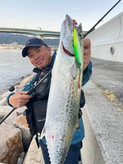 サゴシの釣果