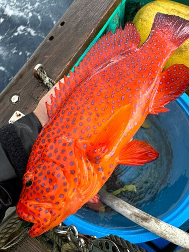 スジアラの釣果