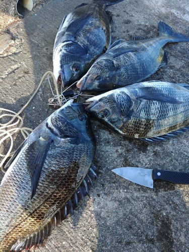 チヌの釣果