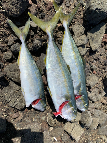 ハマチの釣果