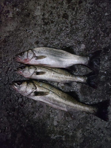 シーバスの釣果