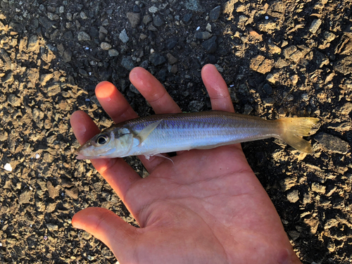 キスの釣果