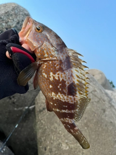 キジハタの釣果