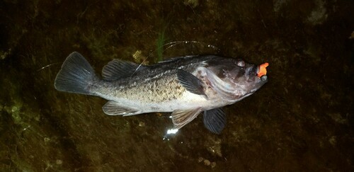 クロソイの釣果