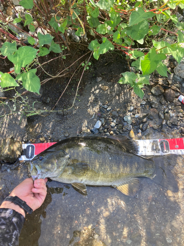 スモールマウスバスの釣果