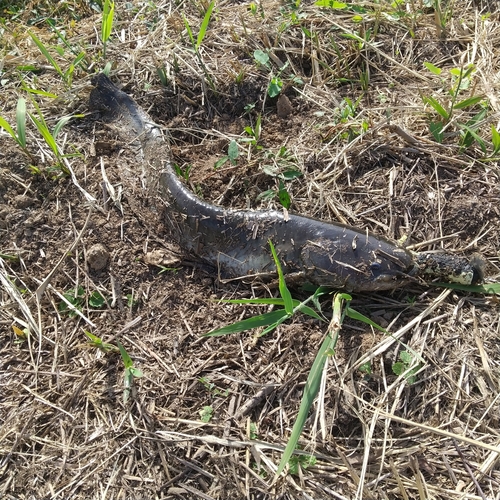 マナマズの釣果