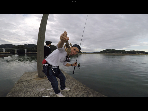 イイダコの釣果