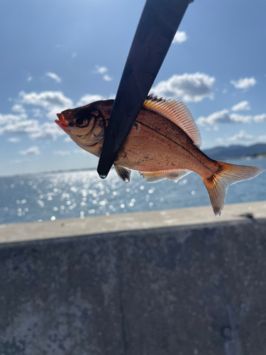 ウミタナゴの釣果