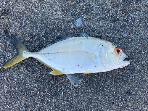 メッキの釣果