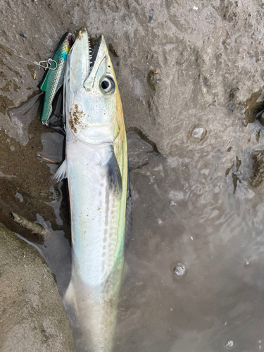 サゴシの釣果