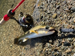 アメマスの釣果